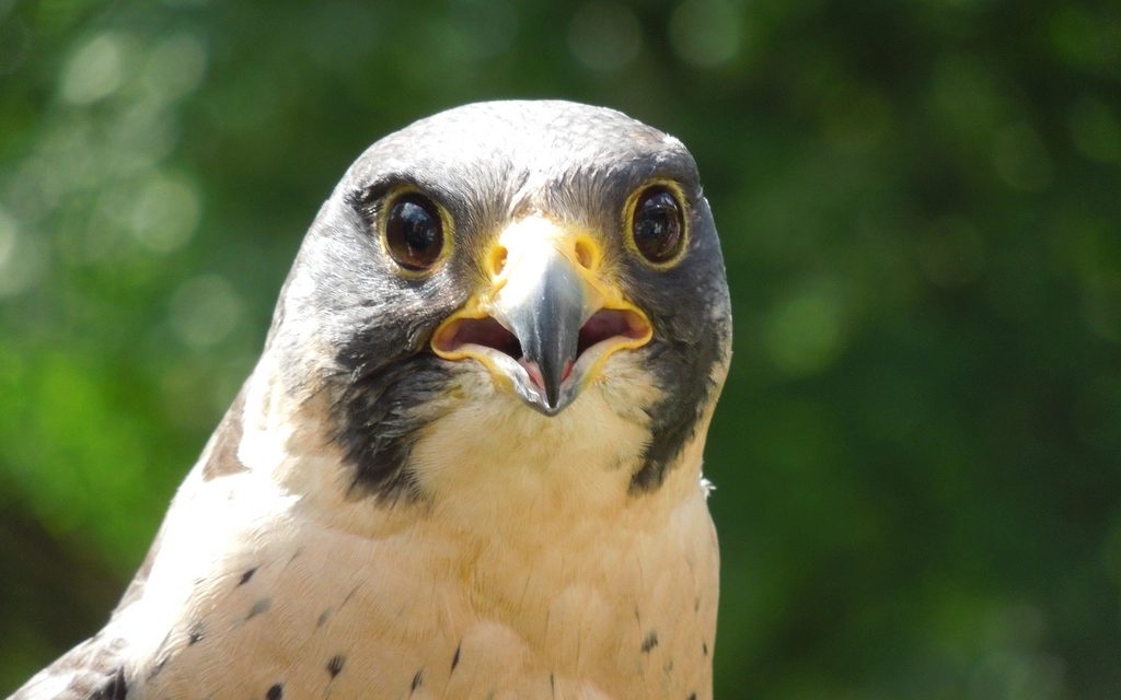 Falco rules explained: syntax, custom rules, and tuning out the noise