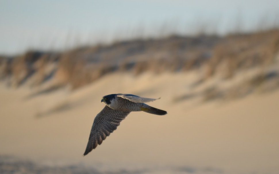 How to install and configure Falco on Ubuntu and Debian (2026 guide)